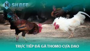 Trực Tiếp Đá Gà Thomo Cựa Dao