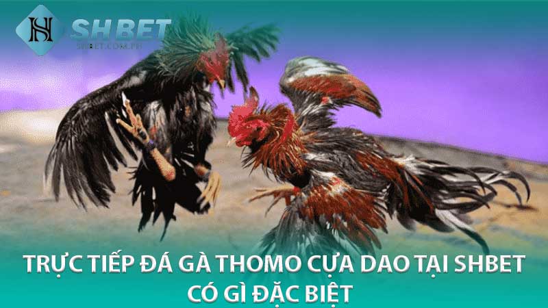 Trực Tiếp Đá Gà Thomo Cựa Dao Tại Shbet Có Gì Đặc Biệt