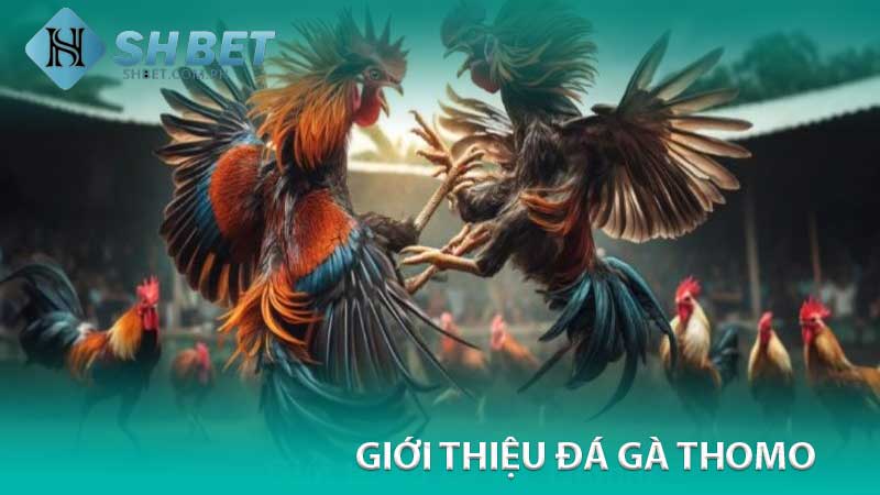 giới thiệu đá gà thomo